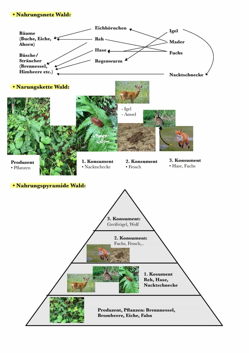 Ökosystem Wald
Definitionen:
• Produzent: Unter einem Produzenten oder Erzeuger verstehst du Lebewesen, die aus anorganischem
Material (Kohl
