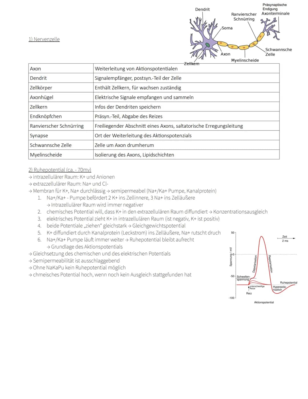 
<p>Die Nervenzelle besteht aus verschiedenen Teilen, darunter das Axon, Dendriten, den Zellkörper, den Axonhügel, den Zellkern, das Endknöp