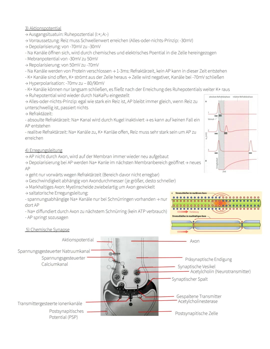 
<p>Die Nervenzelle besteht aus verschiedenen Teilen, darunter das Axon, Dendriten, den Zellkörper, den Axonhügel, den Zellkern, das Endknöp