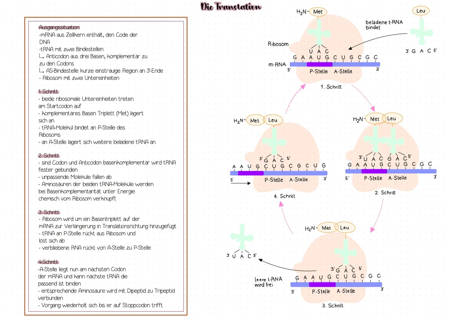 Ausgangssituation
-mRNA aus Zellkern enthält, den Code der
DNA
-tRNA mit zwei Bindestellen
L Anticodon aus drei Basen, komplementar zu
zu de