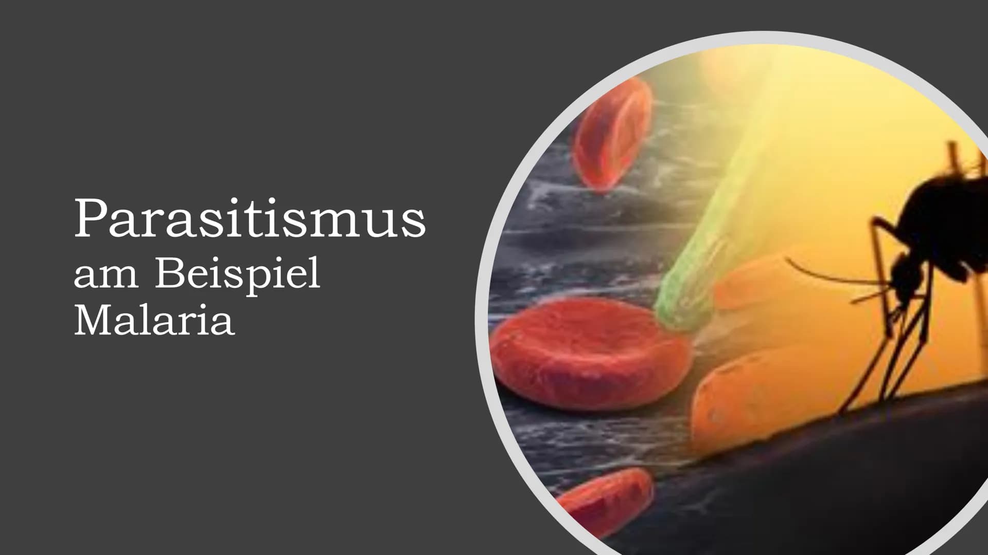 Parasitismus
am Beispiel
Malaria Gliederung
Definition Parasitismus
Arten Parasitismus
Malaria - allegemeine Informationen
Malaria - Krankhe