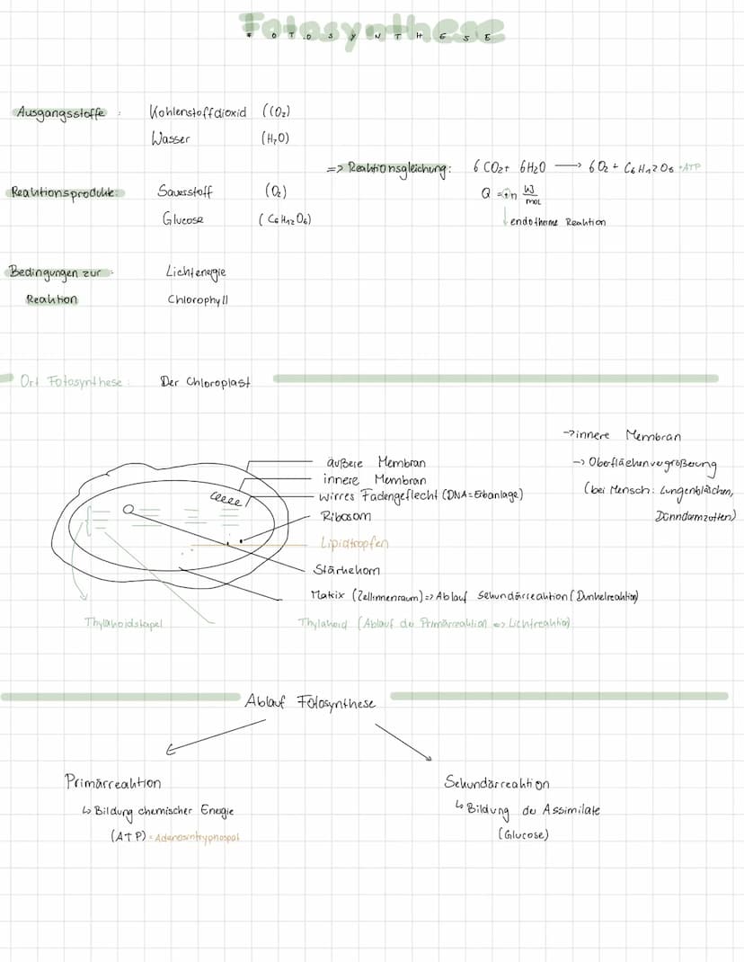 ↳ Merkmal aller Lebewesen
heterotrophe
Assimilation
Mensch, Tier, Bahterien,
heterotroph lebende Pflanzen
STOFFWECHSEL
Fotosynthese
EINTEILU