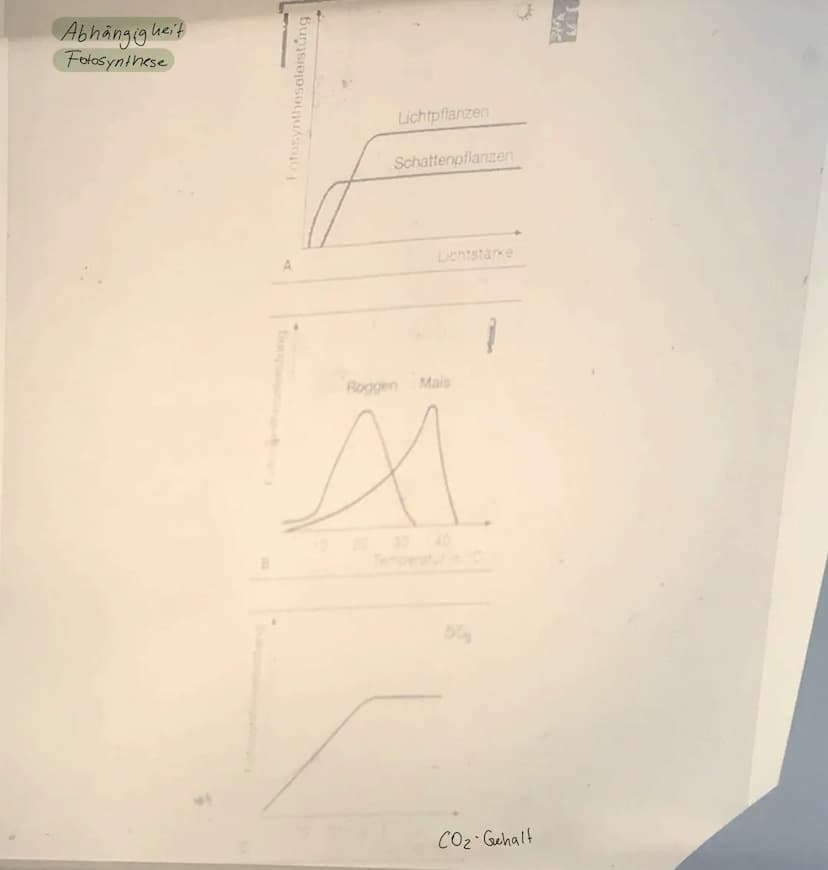 ↳ Merkmal aller Lebewesen
heterotrophe
Assimilation
Mensch, Tier, Bahterien,
heterotroph lebende Pflanzen
STOFFWECHSEL
Fotosynthese
EINTEILU