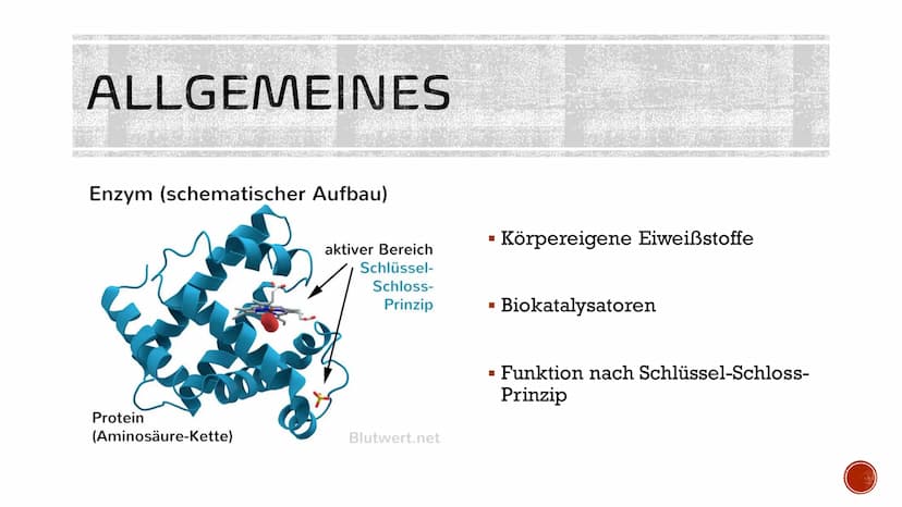 ENZYME
IN DER
MEDIZIN AGENDA
▪ Allgemeines
Entwicklung
Funktionen im Körper
▪ Anwendungsgebiete
Verabreichung
Konkrete Beispiele
■
■
■
■
■
I