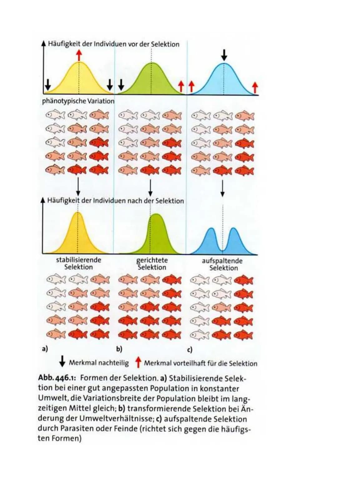 1. Evolutionsforschung
1.1 Fossilien
1.2 Artenvielfalt und ihre Ordnung im natürlichen System
1.3 Evolutionsforscher
Evolution
1.4 Belege au