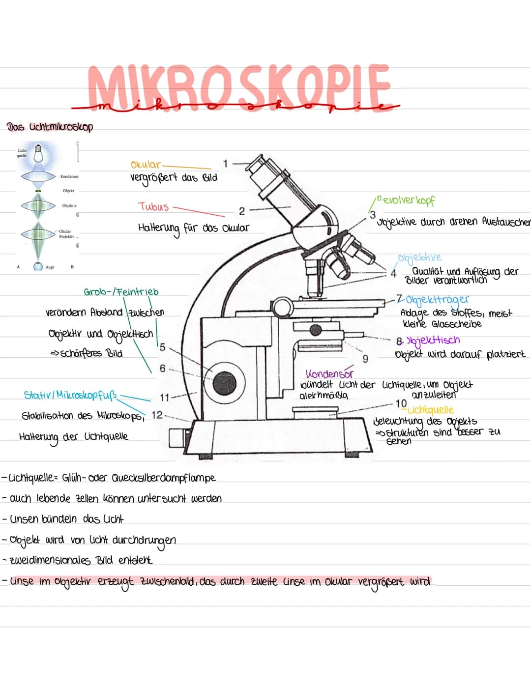Das Lichtmikroskop
Licht-
quelle
A
Auge
Kondensor
Objekt
Objektiv
G
Okular
Projektiv..
B
MIKROSKOPIE
G
Okular
vergrößert das Bild
Tubus
2
Ha