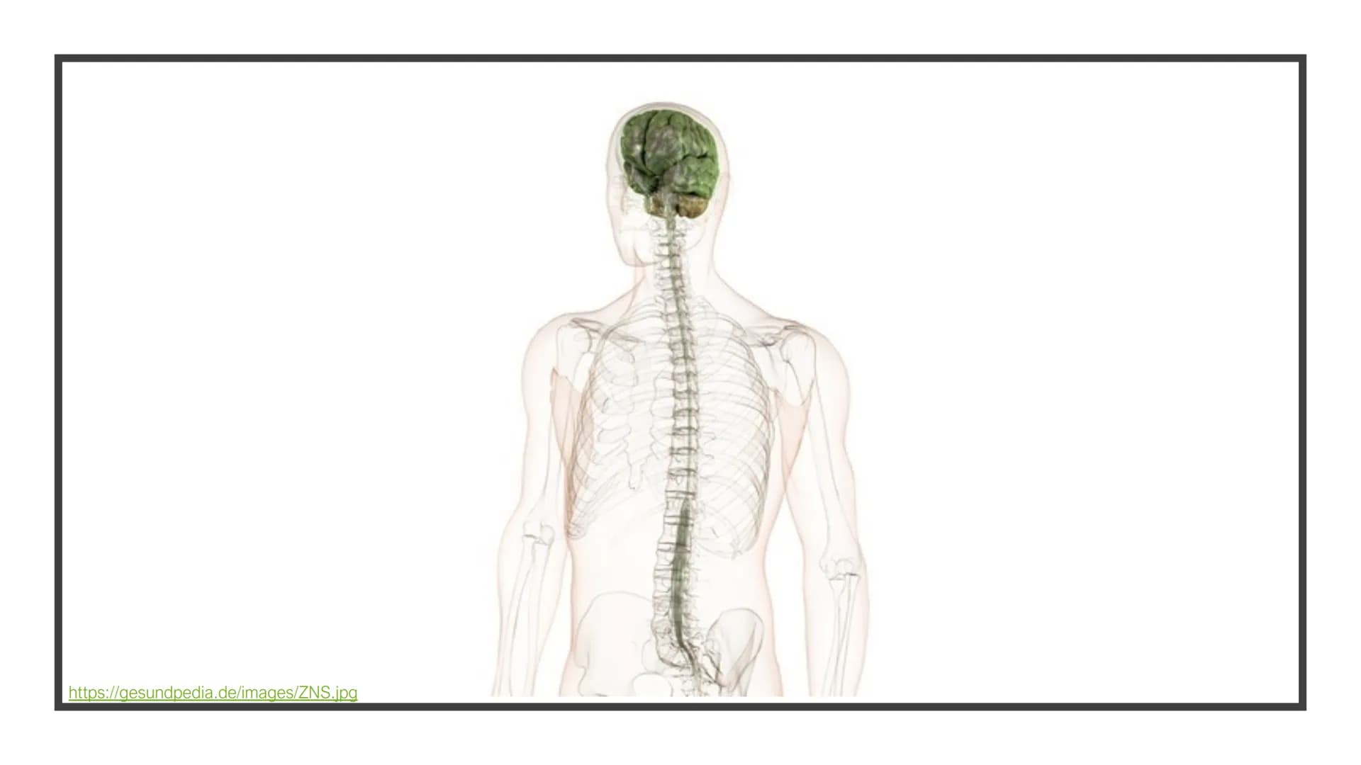 https://gesundpedia.de/images/ZNS.jpg Abb. 1
Multiple
Sklerose
„EINE KRANKHEIT MIT TAUSEND
NERGIS
GESICHTERN"
; S4; NEUROBIOLOGIE; PGS GLIED