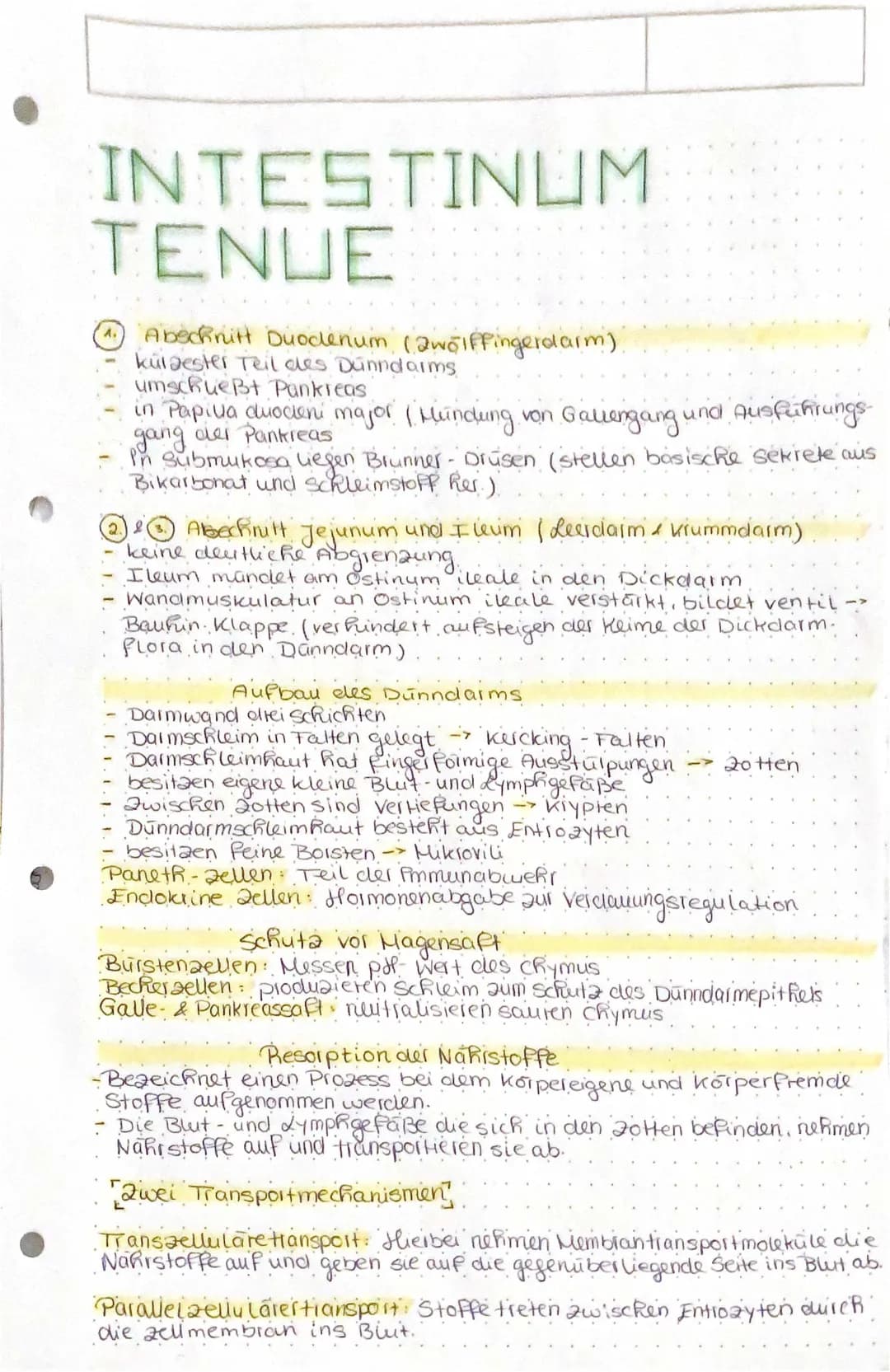 Dünndarm