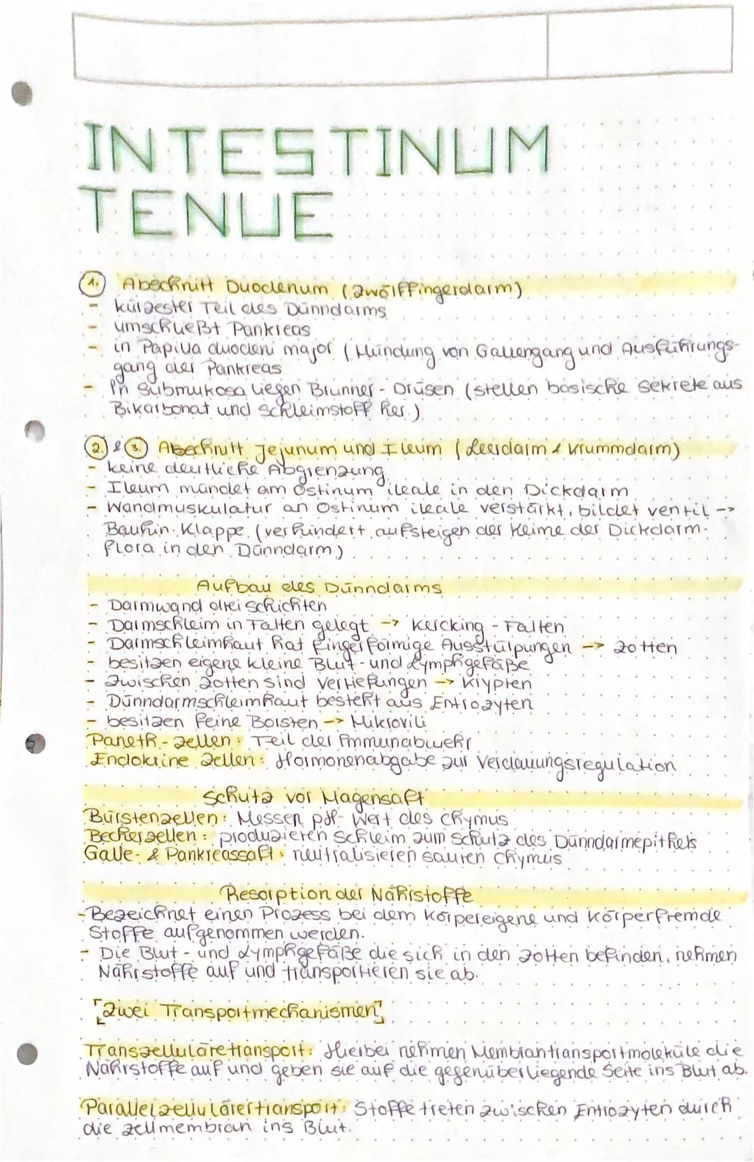 INTESTINUM
TENUE
4. Abschnitt Duodenum (2wolffingerdarm).
kuldester Teil des Dünndarms
umschueßt Pankreas
in Papilla duodeni major ( Hundung