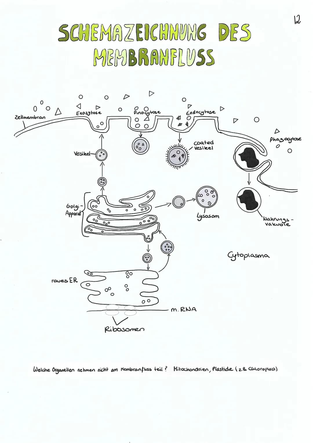Zellmembran
SCHEMAZEICHNUNG DES
MEMBRANFLUSS
Exozytose
Vesikel-
Golgi
Apparat
raves ER
00
%
00⁰
O
Pinocytose
oooo
00
0 0
O A
no
Ribosomen
00