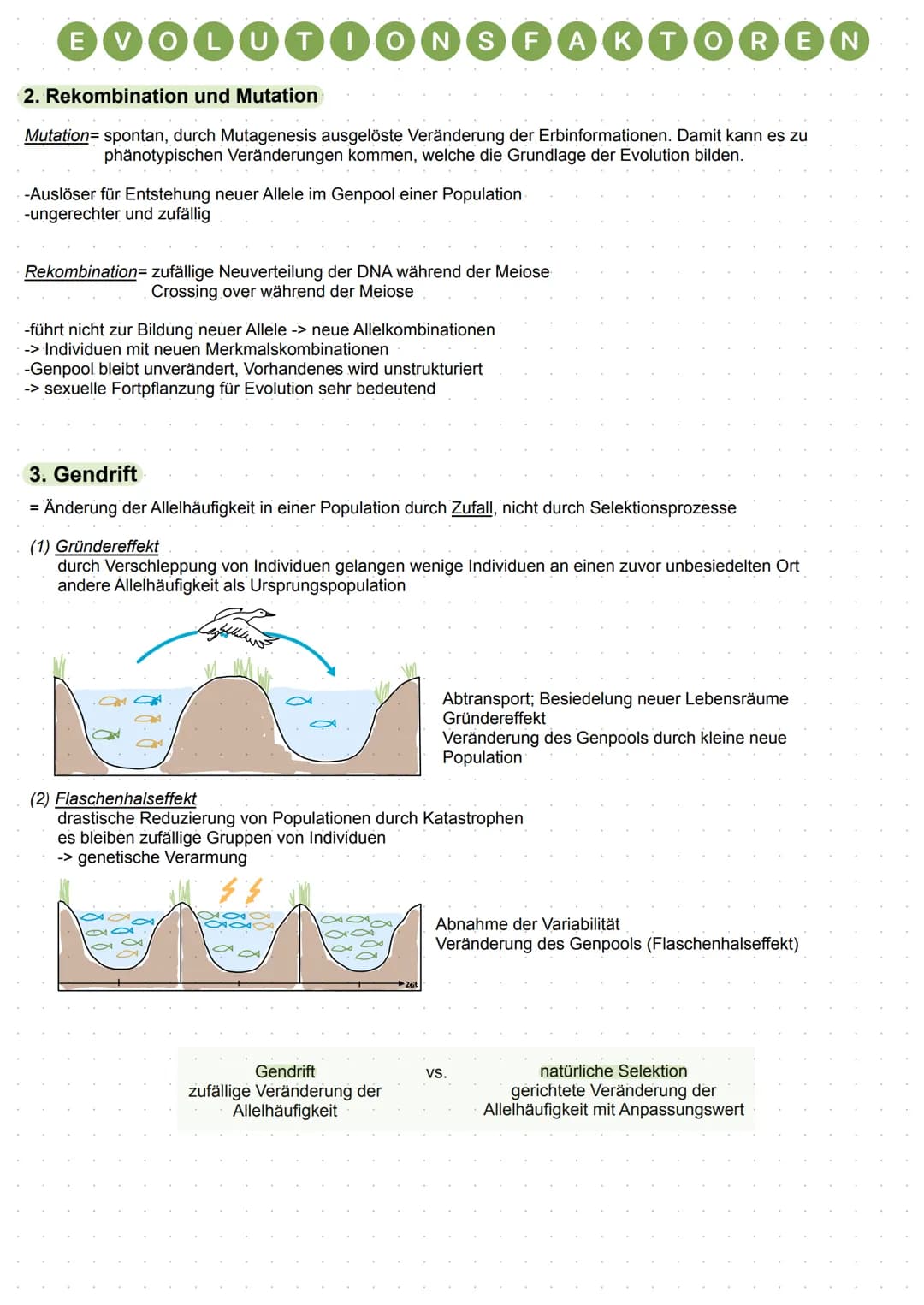 EVOLUTIONSFAKTOREN
1. natürliche Selektion
=Auslese von Individuen aus einer Population
Wirken der Selektion
Einwirkung der Selektionsfaktor
