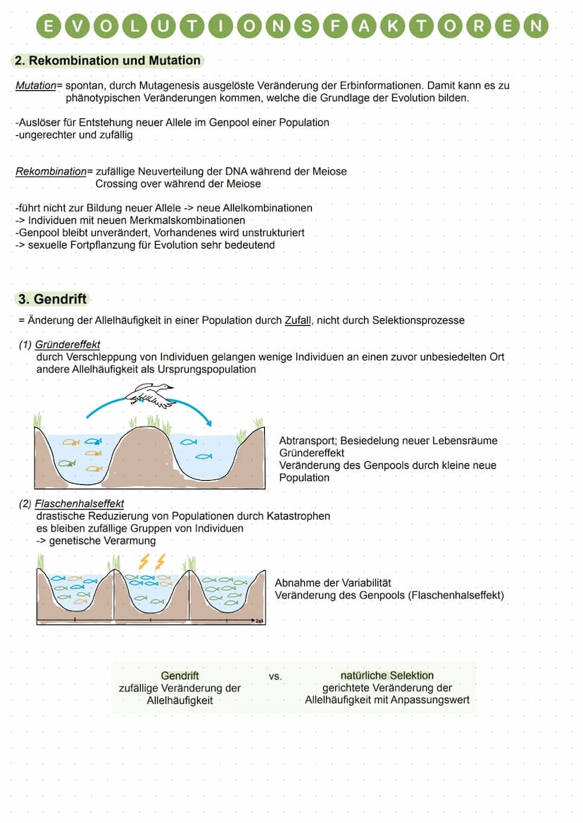 EVOLUTIONSFAKTOREN
1. natürliche Selektion
=Auslese von Individuen aus einer Population
Wirken der Selektion
Einwirkung der Selektionsfaktor