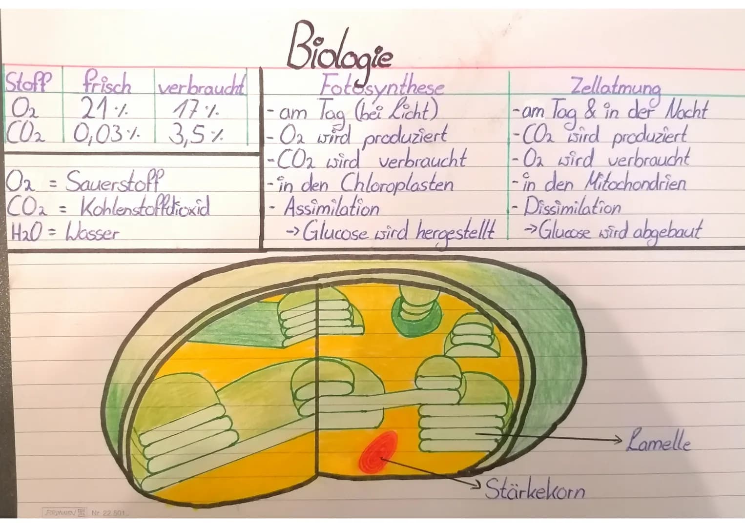 Biologie
Van Helmont: Baum: 2,5kg nach
Erde: 100kg
5 Jahren
Jan Ingenhousz:
Die Kerze lässt sich
nur beim 1. Versuch
anzünden.
Joseph Priest