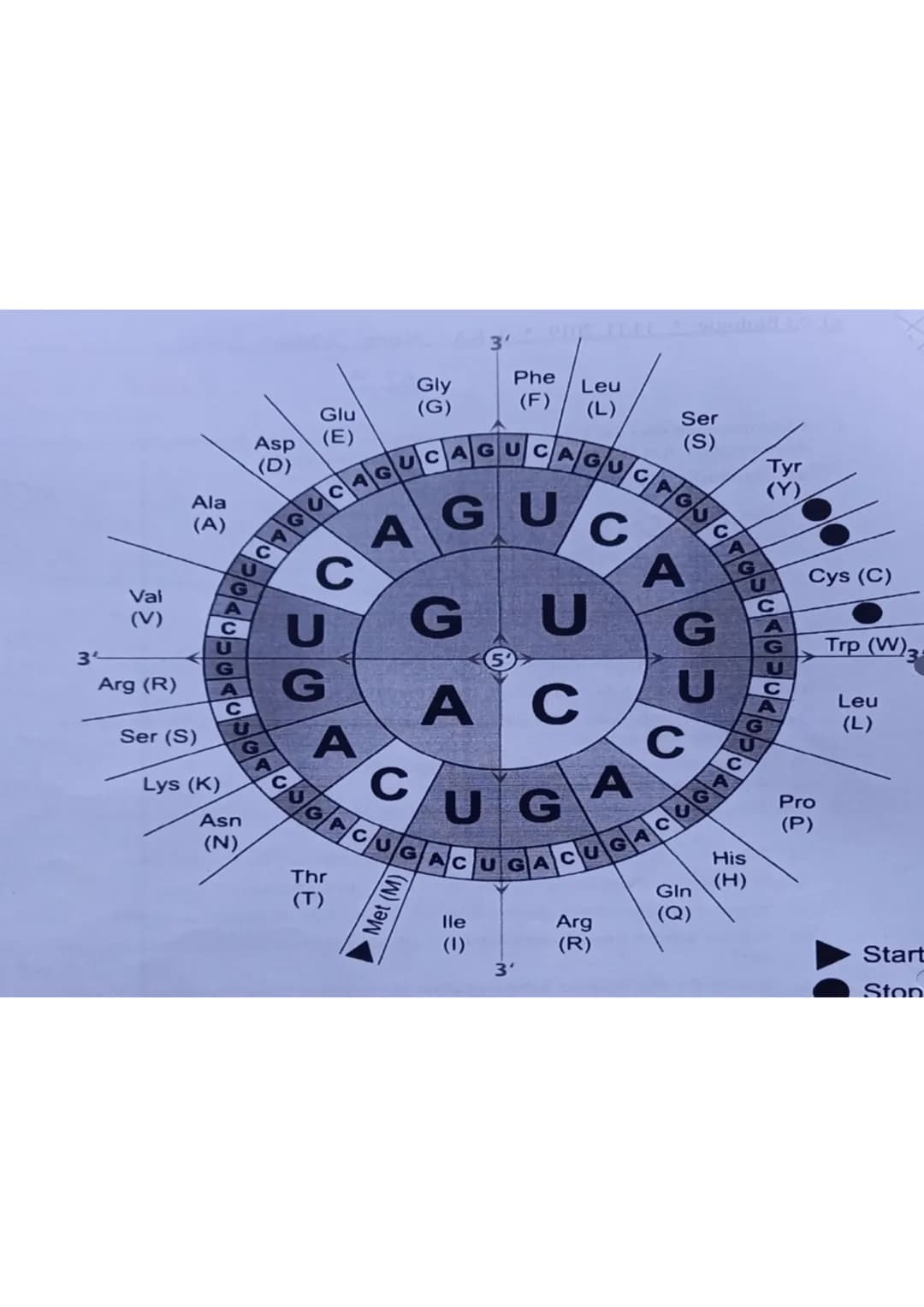 Kl. 9d Biologie* 14.11.2019 * 1. KA N
62
2.
3.
1. Chromosomen sind die Träger der Erbinformation. Sie sind im Wesentlichen aufgebaut
aus Eiw