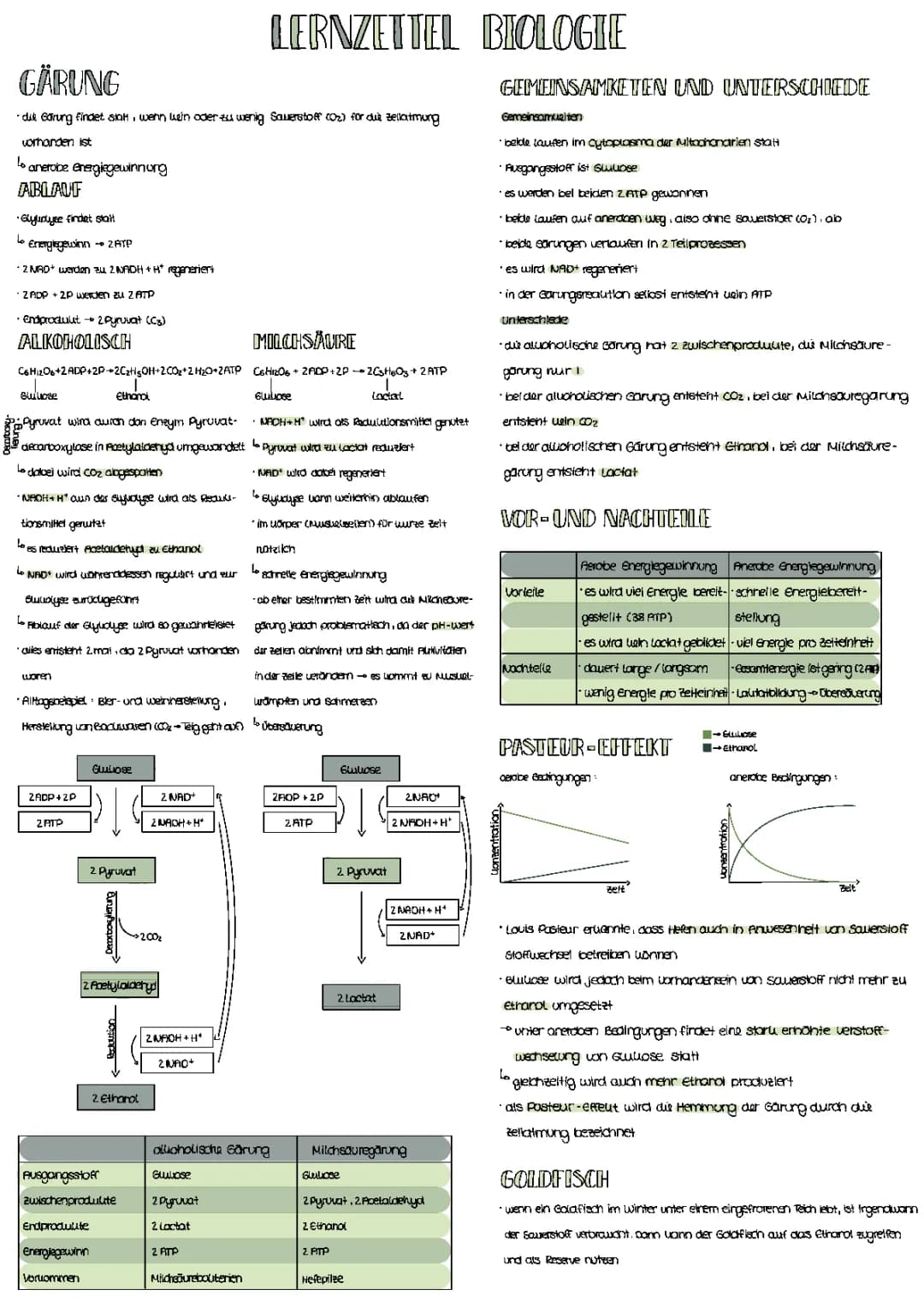 Gärung, Muskeln, Homöostase, Fotosynthese