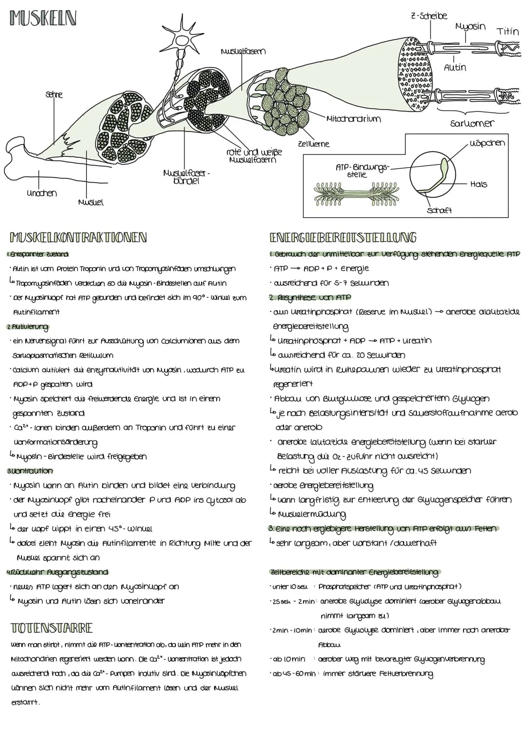 GÄRUNG
•dul Garung findet statt, wenn win oder zu wenig Sauerstoff (0₂) für die zellatmurg
vorhanden ist
Lo anerobe energiegewinnung
ABLAUF
