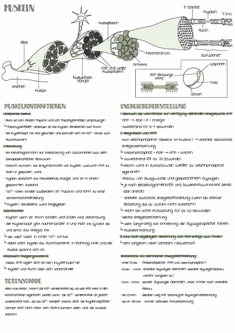 GÄRUNG
•dul Garung findet statt, wenn win oder zu wenig Sauerstoff (0₂) für die zellatmurg
vorhanden ist
Lo anerobe energiegewinnung
ABLAUF
