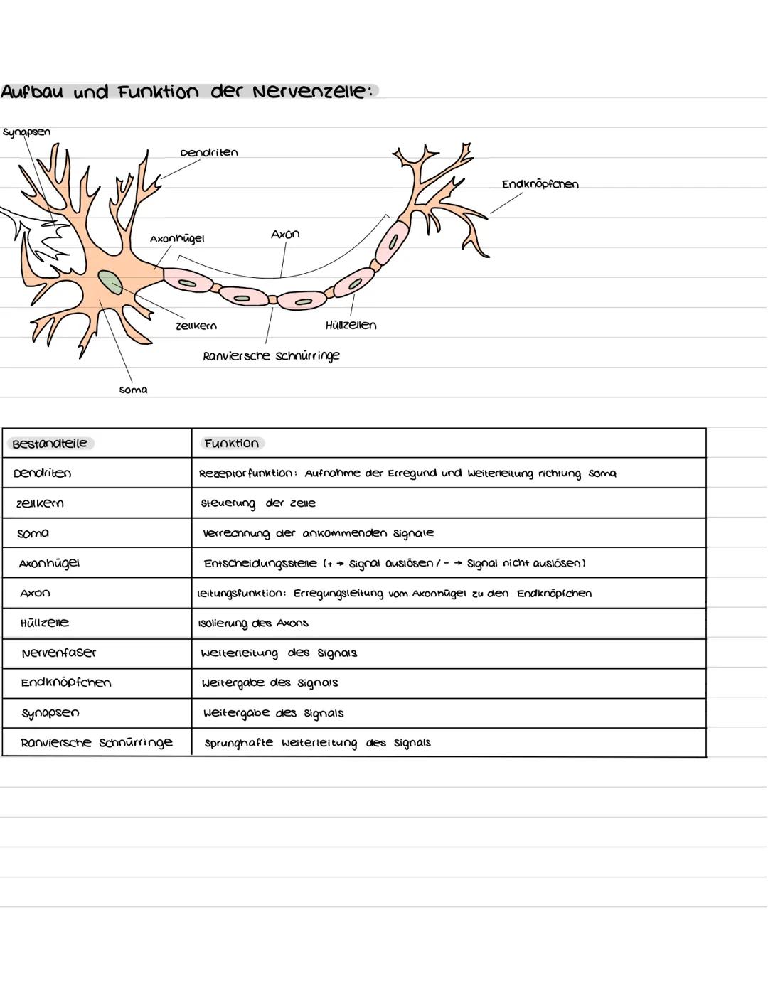 Aufbau und Funktion der Nervenzelle:
Synapsen
Bestandteile
Dendriten
zellkern
soma
Axonhügel
Axon
Hüllzelle
Nervenfaser
Endknöpfchen
soma
De