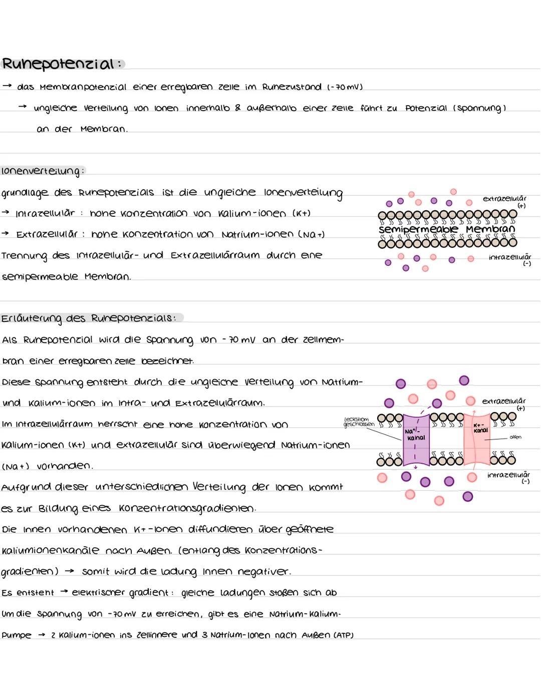 Aufbau und Funktion der Nervenzelle:
Synapsen
Bestandteile
Dendriten
zellkern
soma
Axonhügel
Axon
Hüllzelle
Nervenfaser
Endknöpfchen
soma
De