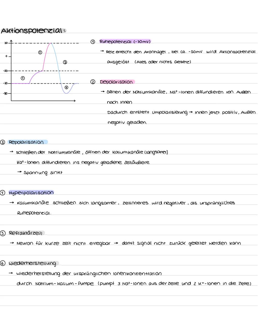 Aufbau und Funktion der Nervenzelle:
Synapsen
Bestandteile
Dendriten
zellkern
soma
Axonhügel
Axon
Hüllzelle
Nervenfaser
Endknöpfchen
soma
De