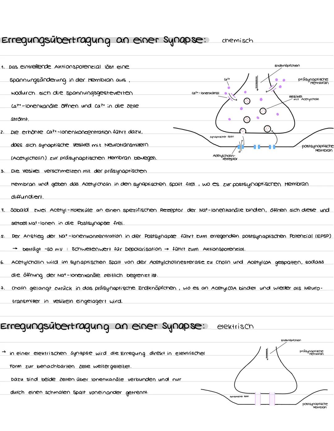 Aufbau und Funktion der Nervenzelle:
Synapsen
Bestandteile
Dendriten
zellkern
soma
Axonhügel
Axon
Hüllzelle
Nervenfaser
Endknöpfchen
soma
De