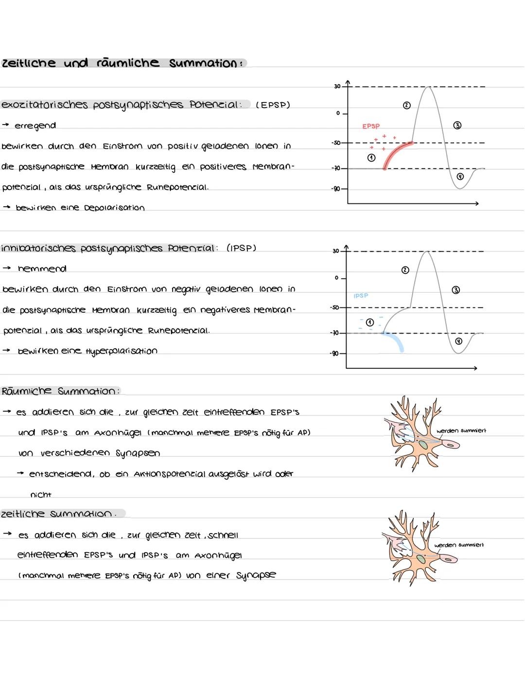 Aufbau und Funktion der Nervenzelle:
Synapsen
Bestandteile
Dendriten
zellkern
soma
Axonhügel
Axon
Hüllzelle
Nervenfaser
Endknöpfchen
soma
De