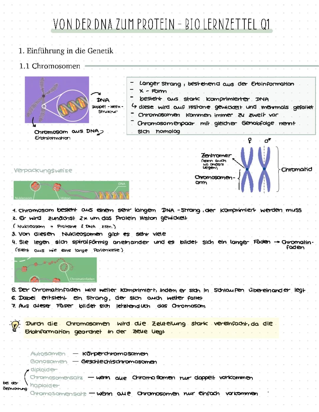 Bio Genetik Q1.1