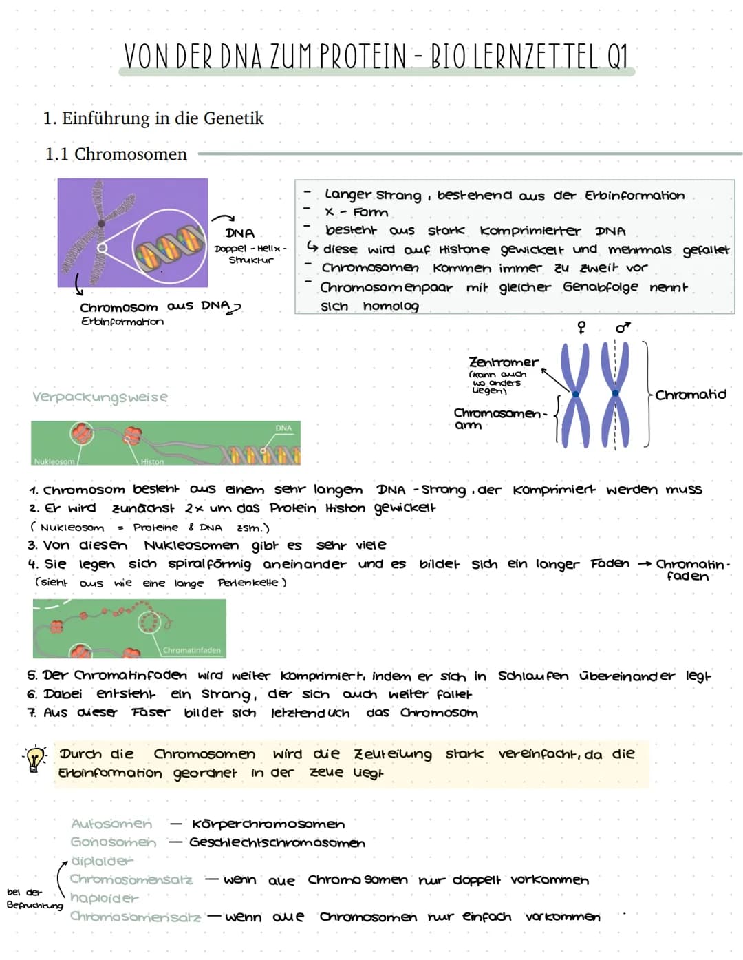 VON DER DNA ZUM PROTEIN - BIO LERNZETTEL Q1
1. Einführung in die Genetik
1.1 Chromosomen
ww
Verpackungsweise
Chromosom aus DNA
Erbinformatio