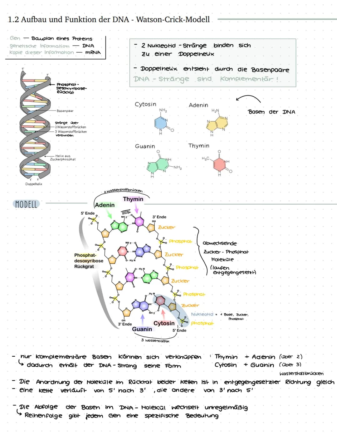 VON DER DNA ZUM PROTEIN - BIO LERNZETTEL Q1
1. Einführung in die Genetik
1.1 Chromosomen
ww
Verpackungsweise
Chromosom aus DNA
Erbinformatio