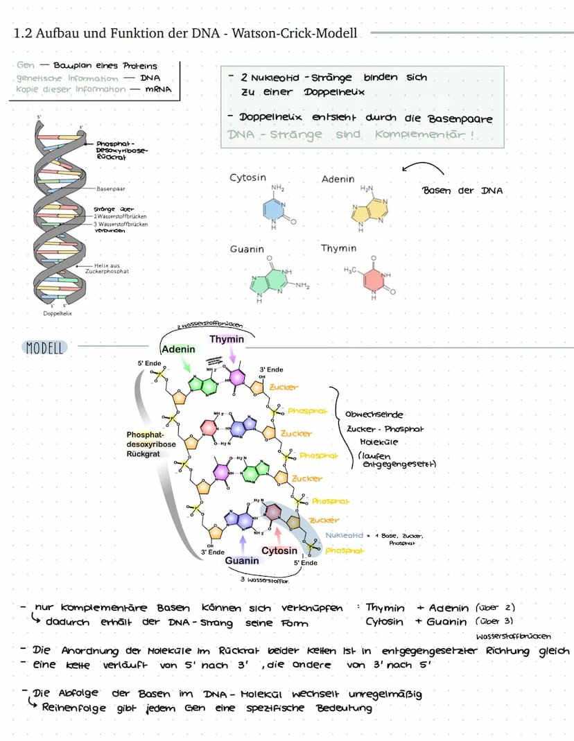 VON DER DNA ZUM PROTEIN - BIO LERNZETTEL Q1
1. Einführung in die Genetik
1.1 Chromosomen
ww
Verpackungsweise
Chromosom aus DNA
Erbinformatio
