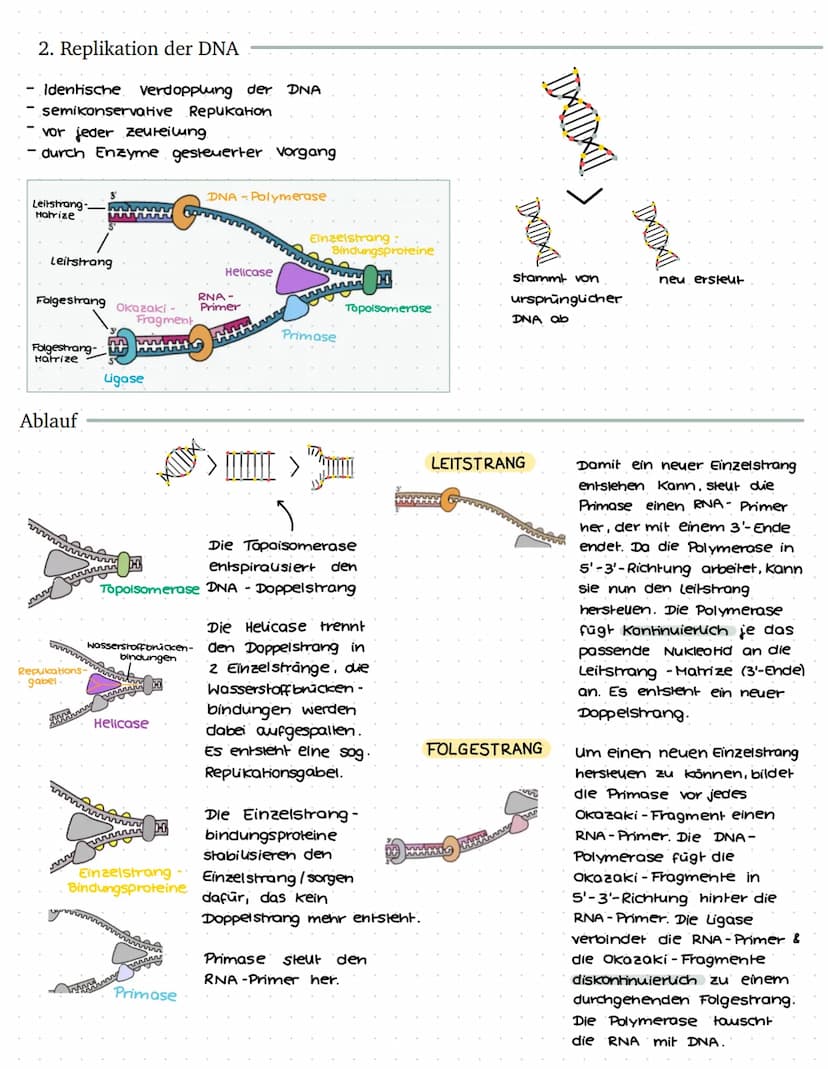 VON DER DNA ZUM PROTEIN - BIO LERNZETTEL Q1
1. Einführung in die Genetik
1.1 Chromosomen
ww
Verpackungsweise
Chromosom aus DNA
Erbinformatio