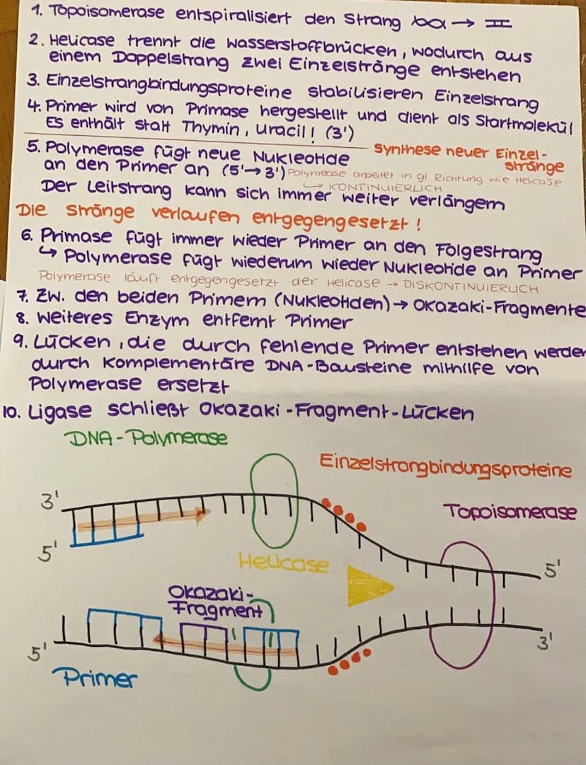 VON DER DNA ZUM PROTEIN - BIO LERNZETTEL Q1
1. Einführung in die Genetik
1.1 Chromosomen
ww
Verpackungsweise
Chromosom aus DNA
Erbinformatio