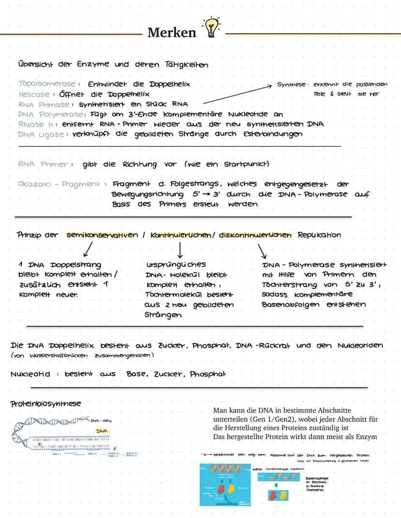 VON DER DNA ZUM PROTEIN - BIO LERNZETTEL Q1
1. Einführung in die Genetik
1.1 Chromosomen
ww
Verpackungsweise
Chromosom aus DNA
Erbinformatio