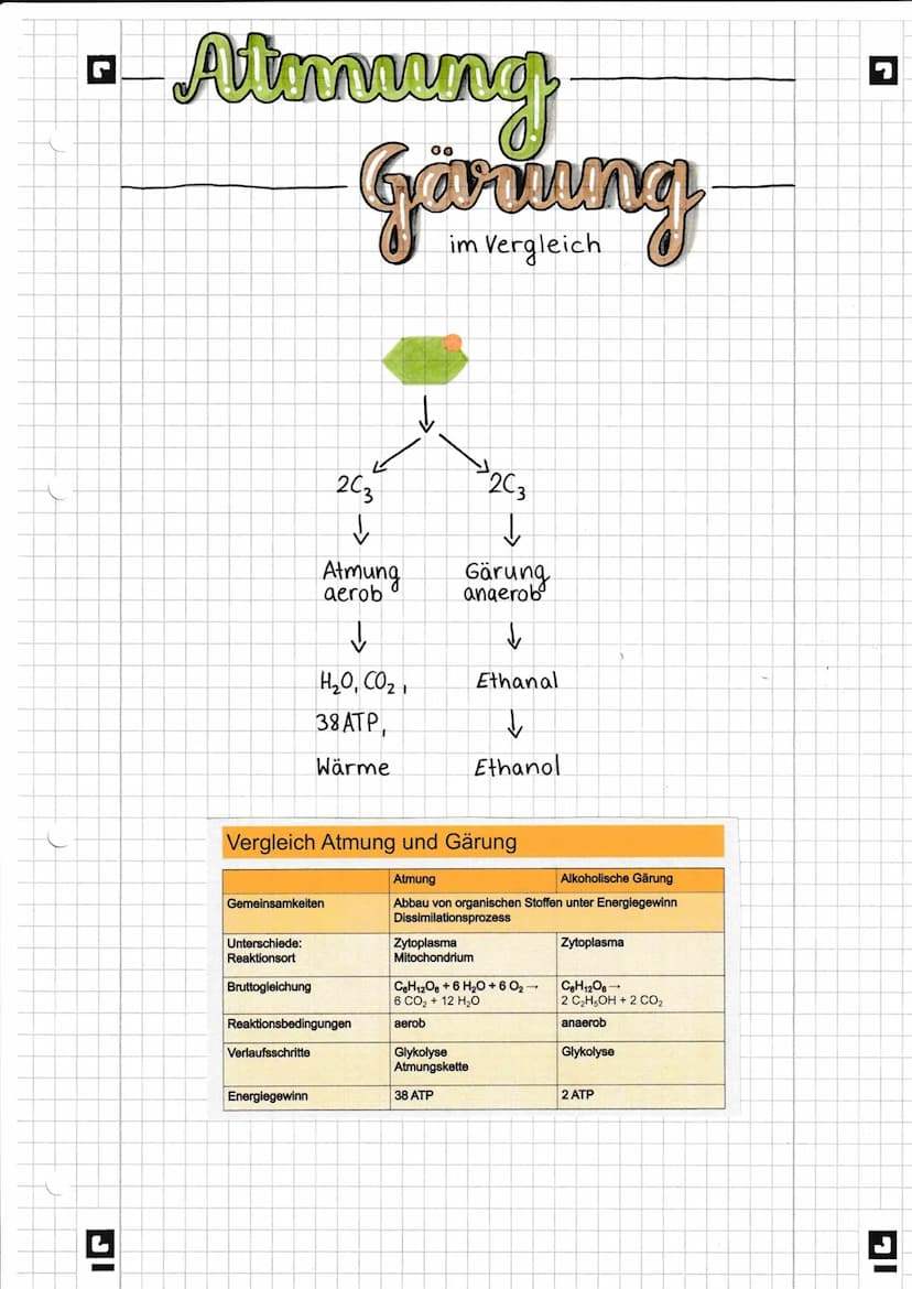 G
IGI
Almung
Gärung
im Vergleich
Gemeinsamkeiten
Unterschiede:
Reaktionsort
Bruttogleichung
203
↓
Verlaufsschritte
Atmung
aerob
↓
H,O, CO2,
