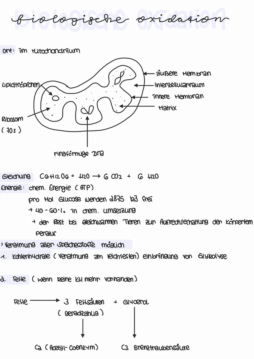 
<p>Die biologische Oxidation findet im Mitochondrium statt. Dabei werden die Lipidtropfen mithilfe der Ribosomen (70s) und ringförmiger DNA