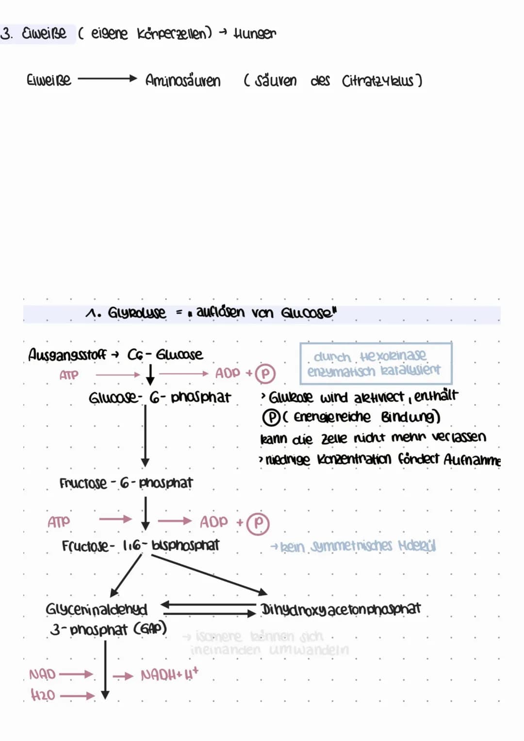 
<p>Die biologische Oxidation findet im Mitochondrium statt. Dabei werden die Lipidtropfen mithilfe der Ribosomen (70s) und ringförmiger DNA