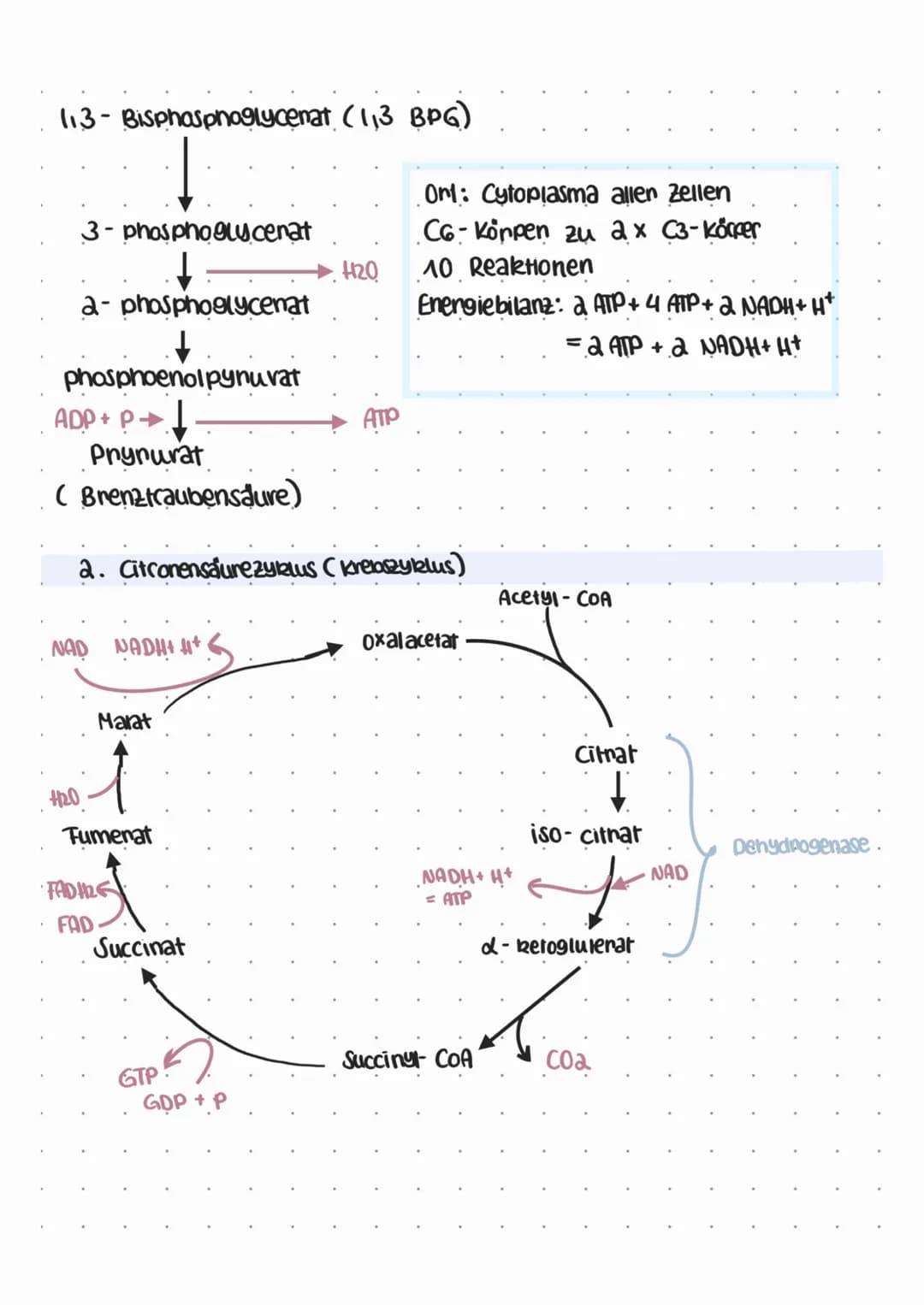 
<p>Die biologische Oxidation findet im Mitochondrium statt. Dabei werden die Lipidtropfen mithilfe der Ribosomen (70s) und ringförmiger DNA