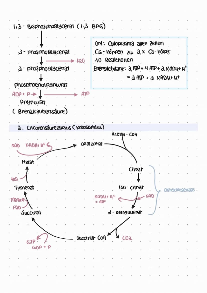 
<p>Die biologische Oxidation findet im Mitochondrium statt. Dabei werden die Lipidtropfen mithilfe der Ribosomen (70s) und ringförmiger DNA