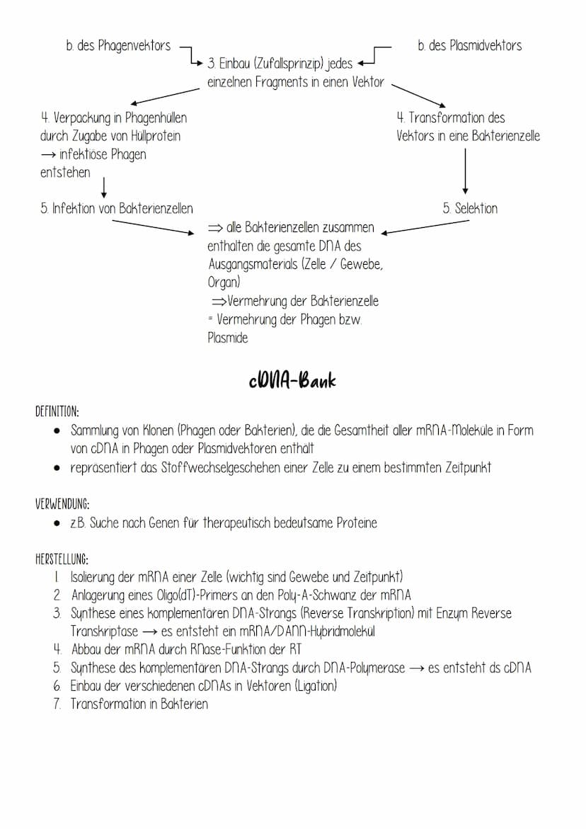 DEFINITION:
• Eine Genbibliothek (Genbank, DNA-Bank) enthält, aufgeteilt in kleine DNA-Fragmente, die
Information ganzer oder partieller Gen