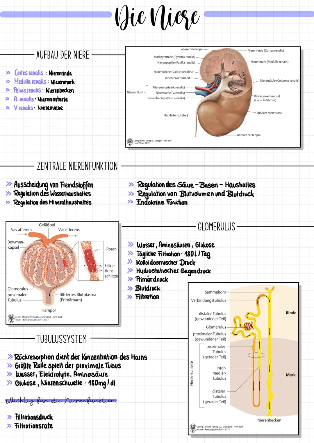 » Cortes renalis: Nierenrinde
» Medulla renalis: Nierenmark
»Pelvis renalis: Nierenbecken
»A.renalis: Nierenarterie
» Vrenalis: Nierenvene
V
