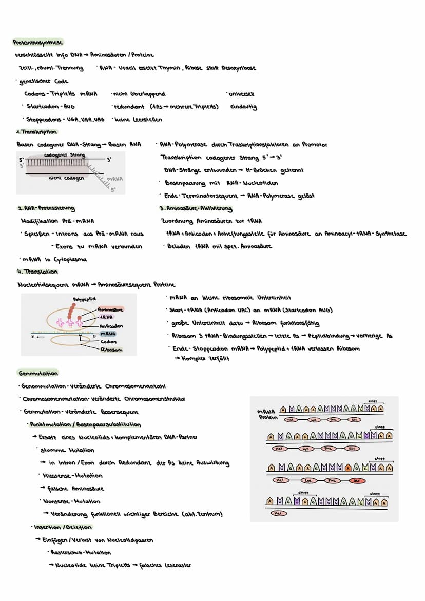 Genetik
Zellzyklus
Interphase -intensive Stoffwechselaktivität
G1-Zellwachstum, gen. Info ablesen, Umsetzung in Proteine
•S-Verdopplung Erbi