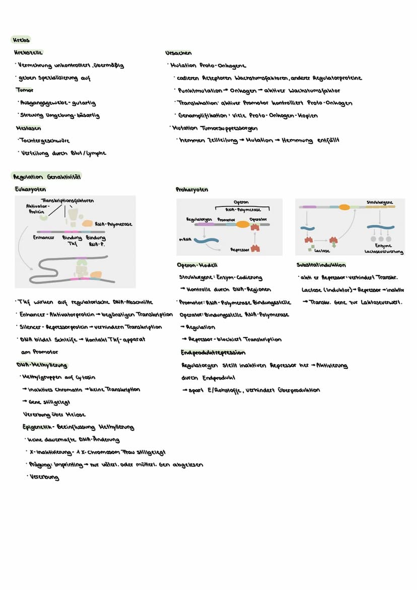 Genetik
Zellzyklus
Interphase -intensive Stoffwechselaktivität
G1-Zellwachstum, gen. Info ablesen, Umsetzung in Proteine
•S-Verdopplung Erbi