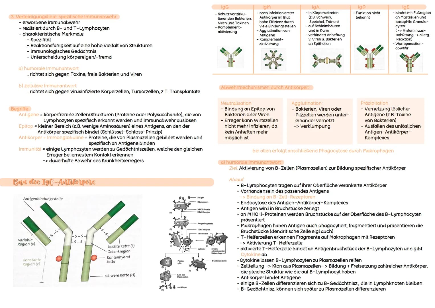 Immunbiologie
Wozu ein Abwehrsystem?
- inneres Milieu dient als guter Nährboden
- viele Krankheitserreger produzieren Giftstoffe
(Toxine)
- 