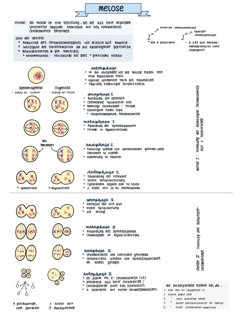 Funktion
Bedeutung
Chromosomensatz
spermatogenese
oogenese
muterzelle
homologe chr.
1. Reifetellung
2. Relfetellung
Ort
тіко
mirose
ES entst