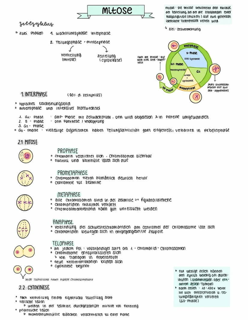 Funktion
Bedeutung
Chromosomensatz
spermatogenese
oogenese
muterzelle
homologe chr.
1. Reifetellung
2. Relfetellung
Ort
тіко
mirose
ES entst