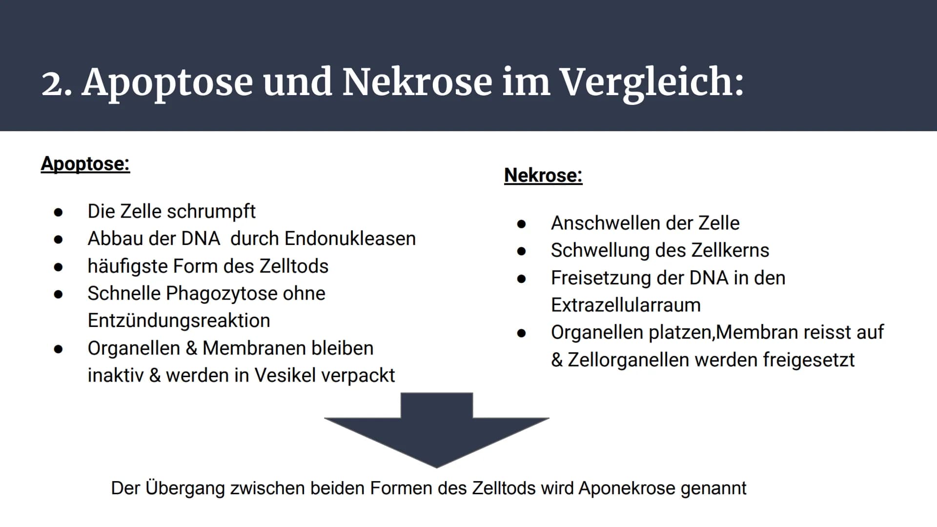 Apoptose
Genetisch Programmierter Zelltod Inhalt:
1. Zelltod
2. Apoptose und Nekrose im Vergleich
Schaubild 1.
3. Apoptose
4. Ablauf
Schaubi