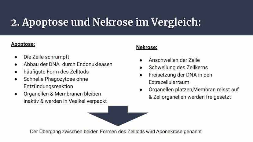 Apoptose
Genetisch Programmierter Zelltod Inhalt:
1. Zelltod
2. Apoptose und Nekrose im Vergleich
Schaubild 1.
3. Apoptose
4. Ablauf
Schaubi
