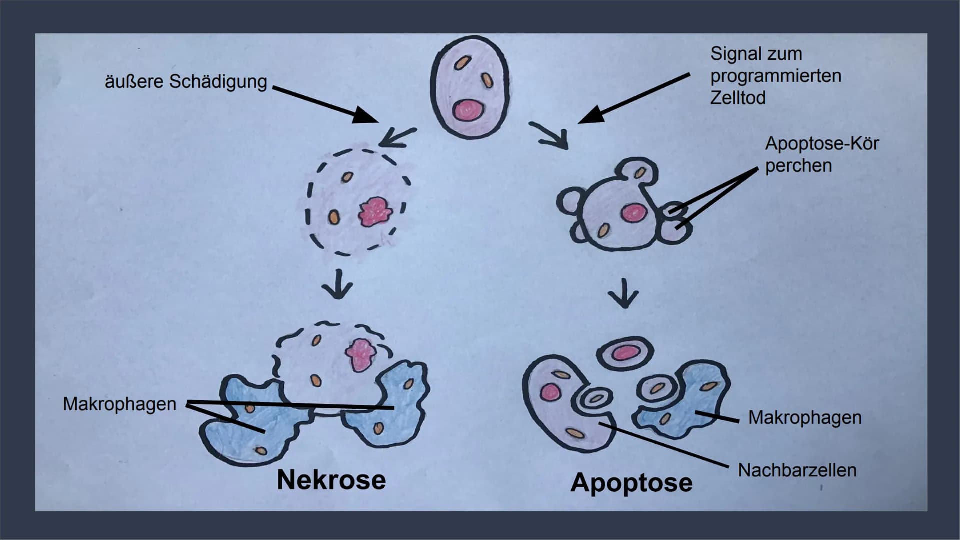 Apoptose
Genetisch Programmierter Zelltod Inhalt:
1. Zelltod
2. Apoptose und Nekrose im Vergleich
Schaubild 1.
3. Apoptose
4. Ablauf
Schaubi