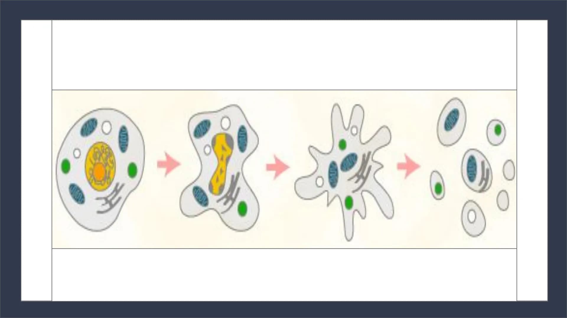 Apoptose
Genetisch Programmierter Zelltod Inhalt:
1. Zelltod
2. Apoptose und Nekrose im Vergleich
Schaubild 1.
3. Apoptose
4. Ablauf
Schaubi