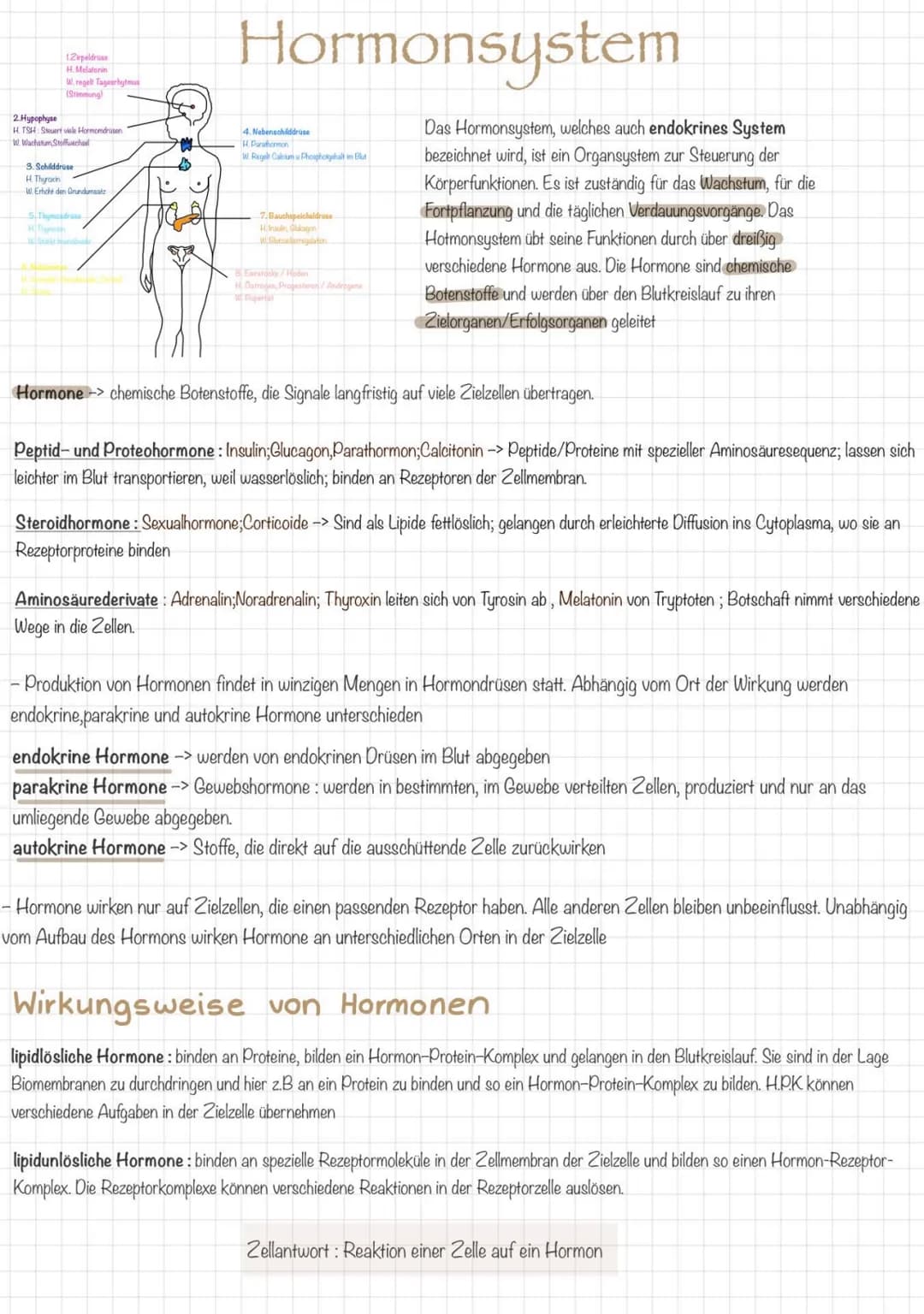 1.2ipeldrüse
H. Melatonin
W.regelt Tagesrhytmus
(Stimmung)
2.Hypophyse
H. TSH: Steuert viele Hormomdrusen
W. Wachatum, Stoffwechad
3. Schild